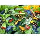 Fun Frogs