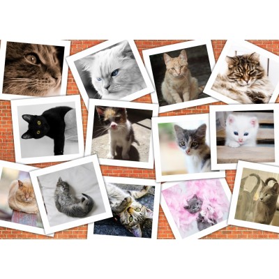 Puzzle Grafika-F-32638 Collage - Chats