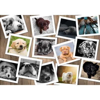 Puzzle Grafika-F-33071 Chiens