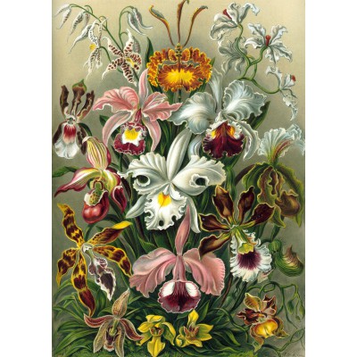 Puzzle Grafika-T-00058 Ernst Haeckel : Les Orchidées , 1904