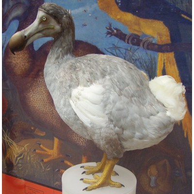 Puzzle Grafika-T-02249 Ballista - Dodo Reconstruction (Raphus cucullatus)